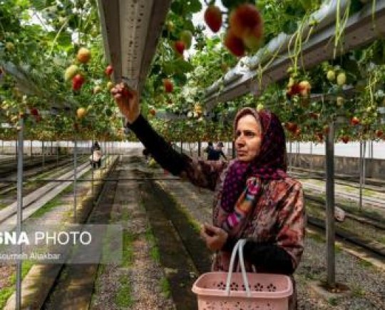 صادرکنندگان محصولات گلخانه‌ای استان مرکزی گرفتار معضل اعتبارنامه