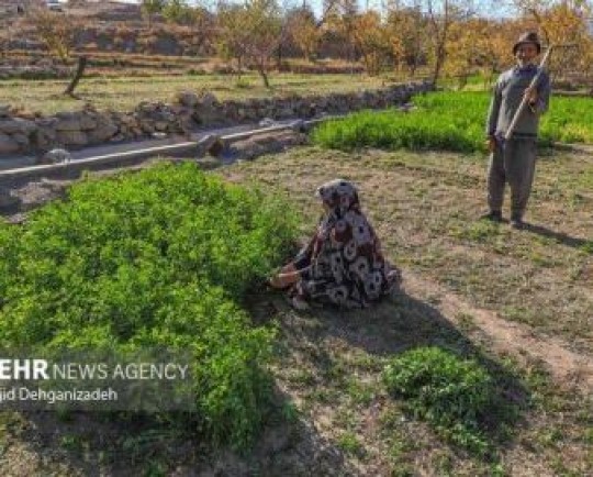 کشاورز در ایران هویت مستقل حقوقی ندارد/ضرورت ایجاد تشکلی فراگیر