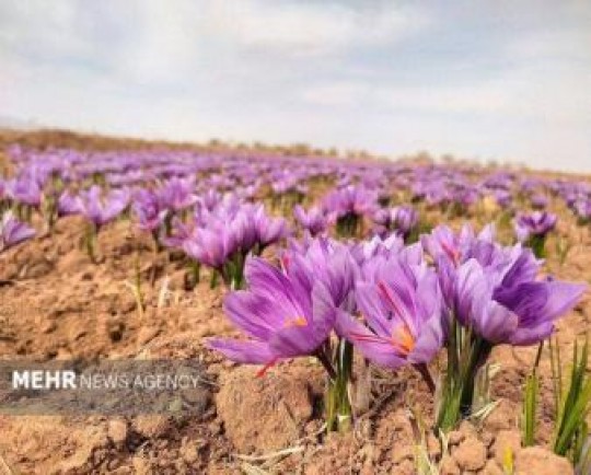 حمایت مالی از زعفران‌کاران لرستانی