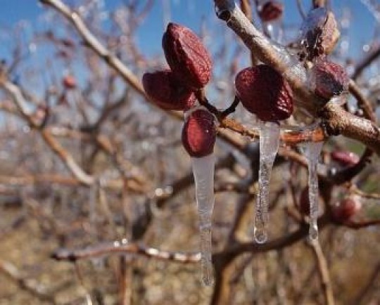 امهال وام‌های کشاورزی و پرداخت خسارات سرمازدگی در استان کرمان به کجا رسید؟