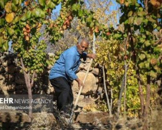 افزایش سود بانکی، کشاورز را به سپرده گذاری ترغیب می کند