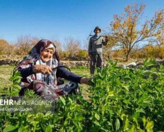 ایجاد۳۰۰۰ فرصت شغلی در حوزه کشاورزی هرمزگان