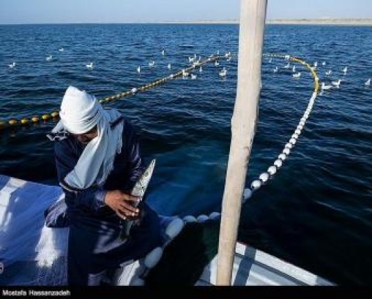 افزایش 44 درصدی صید ماهی استخوانی در دریای مازندران