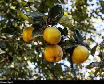 نبود صنایع تکمیلی آفت اقتصاد «به» در بهاباد